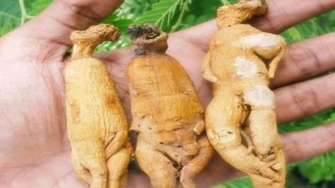 Resveratrol combate o diabetes tipo 2 Parte&nbsp;2